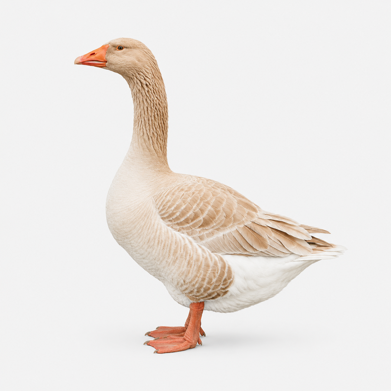 American Buff breed photo