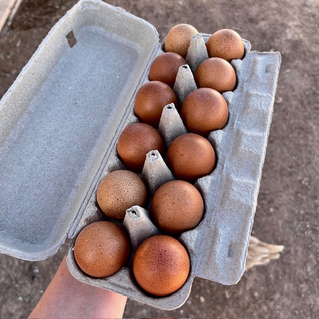Marans - Black Copper
