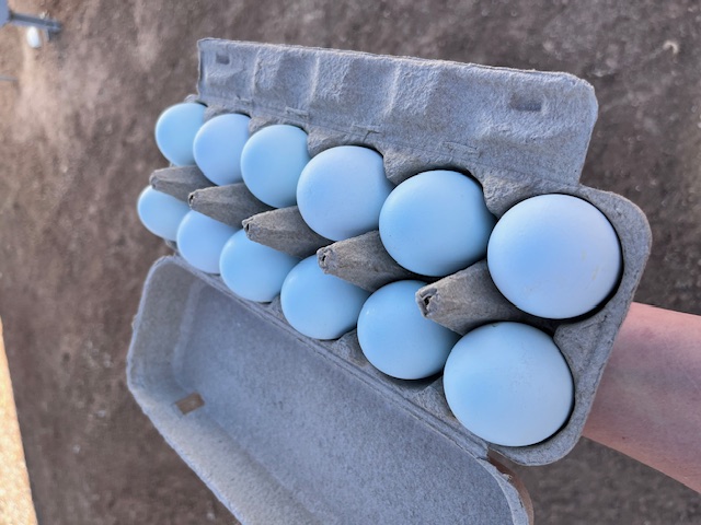 Ameraucana - Blue